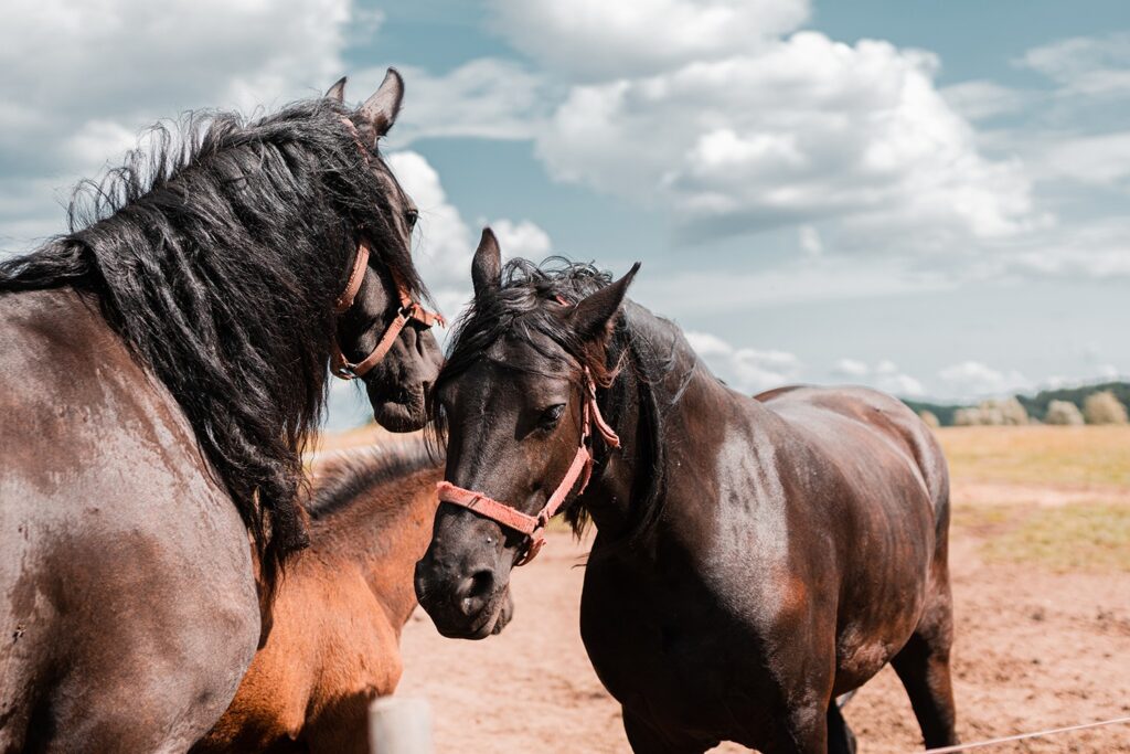 Two brown horses wearing bridles are standing close together in a fenced-in field on a cloudy day. A small, blurry foal is partially visible between them.